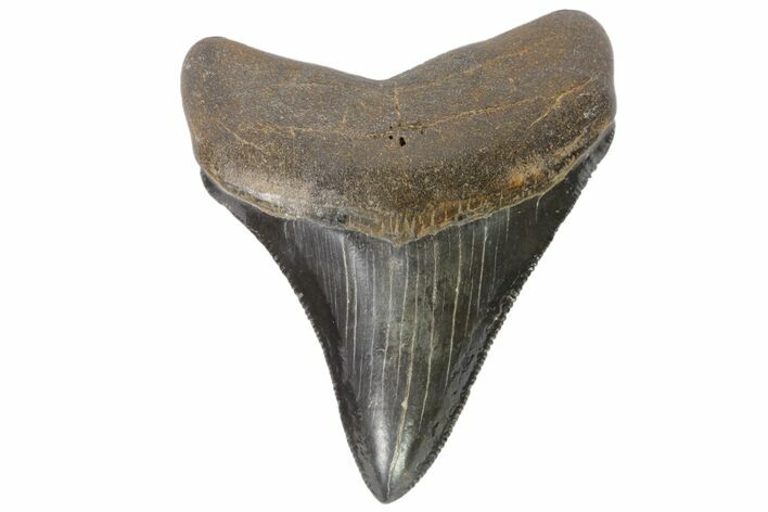 Serrated, Fossil Megalodon Tooth - Georgia #84171